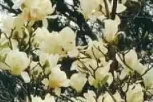 播种繁殖的绿植有哪些?玉兰(木兰科木兰属)白玉兰、玉兰花、玉堂春