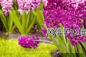 风信子水培步骤