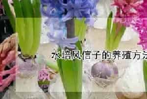 水培风信子的养殖方法与注意事项