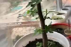 花卉果蔬盆景 | 无花果冬天发芽好吗