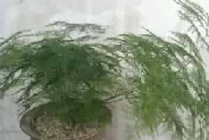 盆栽施肥 | 文竹喜肥吗 施肥用什么肥料