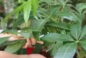盆栽施肥 | 发财树施肥后叶子发黄怎么办