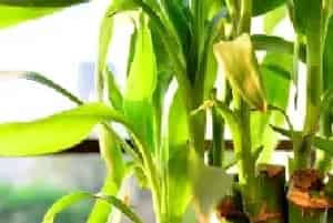 观音竹有哪些特点？水培观音竹注意哪些事项？