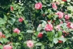压条繁殖的花卉有哪些?茶梅(山茶科山茶属)小茶梅