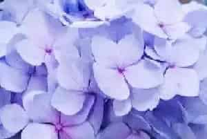 绣球花语 绣球花语及寓意