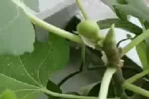 花卉果蔬盆景 | 冬天无花果还结果吗
