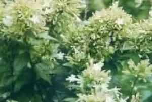 播种繁殖的绿植有哪些?糯米条(忍冬科六道木属)茶条树