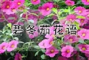 碧冬茄花语