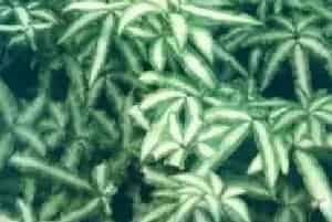 播种繁殖的绿植有哪些?银脉凤尾蕨(凤尾蕨科凤尾蕨属)白凤尾蕨