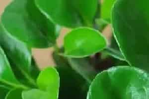 了解豆瓣绿的形态和寓意