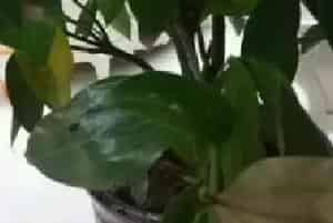 盆景养护管理 | 平安树冬天叶子是不是都会掉光
