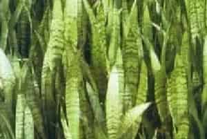 扦插繁殖的绿植有哪些?虎尾兰(百合科虎尾兰属)虎皮兰