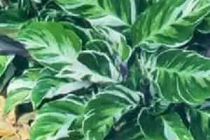 分生繁殖的绿植有哪些?帝王罗氏竹芋(竹芋科肖竹芋属)