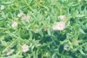 播种繁殖的绿植有哪些?鹿角海棠(番杏科鹿角海棠属)熏波菊