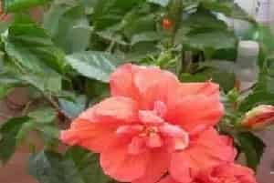 盆栽修剪 | 盆栽芙蓉花怎么修剪
