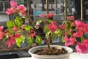 盆栽施肥 | 三角梅开花时能施肥吗