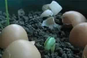 盆栽施肥 | 家庭养花如何自制花肥