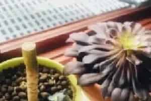 盆栽造型 | 黑法师如何造型
