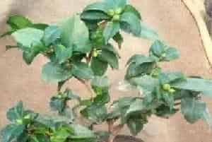 盆栽施肥 | 茶花换盆需要放底肥吗 用什么底肥