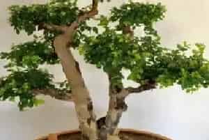 盆景材料 | 雀梅可以用营养土种植吗
