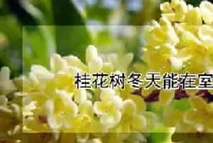桂花树冬天能在室外过冬吗?