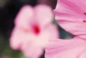水培芙蓉花叶片所需温度