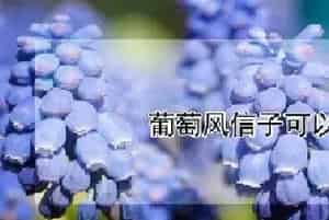 葡萄风信子可以水培吗