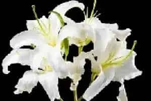 百合花的花语及传说