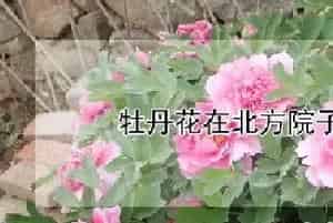牡丹花在北方院子怎么过冬