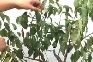 盆景养护管理 | 学会给棠梨扣水练根和整形 后期盆景株型更美花果更多