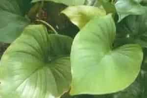 分生繁殖的绿植有哪些?千年健(天南星科千年健属)平丝草