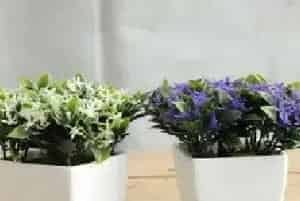 花卉果蔬盆景 | 丁香花如何栽培？丁香花的栽培方法