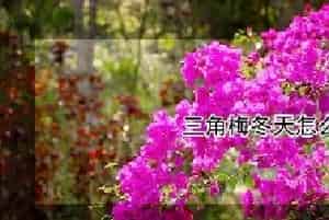 三角梅冬天怎么修剪
