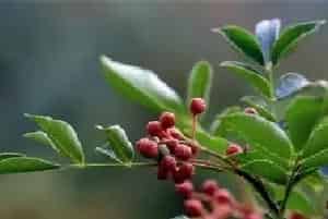 花椒怎么种好