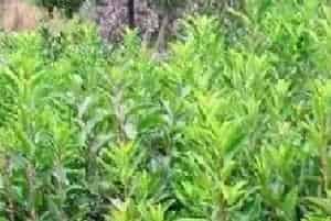 细说冬青的育苗方法与种植技术