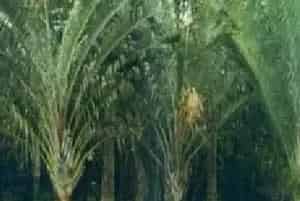 播种繁殖的绿植有哪些?三角椰子(棕榈科三角椰子属)