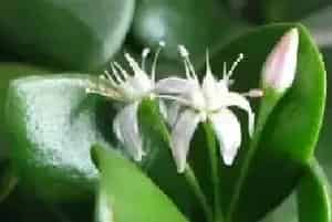 玉树开什么样的花？