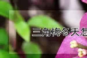三角梅冬天怎么开花