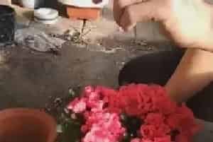 盆景养护管理 | 新买的杜鹃花怎么换盆