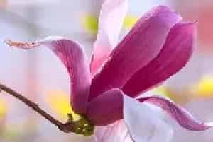 玉兰花花语 玉兰花的花语是什么