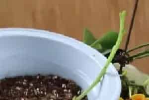 盆栽育苗 | 蝴蝶兰插枝能活吗