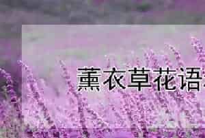 薰衣草花语和寓意