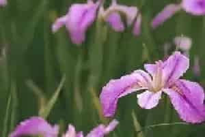 什么花的花语是同性的爱