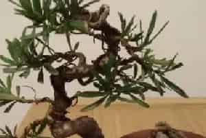 盆栽施肥 | 罗汉松能用复合肥吗