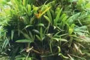 播种繁殖的绿植有哪些?琼棕(棕榈科琼棕属)陈棕