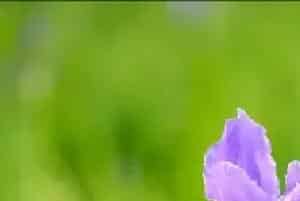 鸢尾花的传说和在不同国家的象征寓意