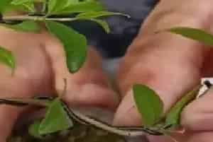 盆景制作 | 石榴老桩盆景最简单的制作和造型方法