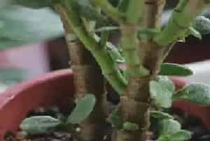 盆景养护管理 | 玉树冬天怎么养