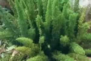 扦插繁殖的绿植有哪些?狐尾武竹(百合科天门冬属)狐尾天门冬