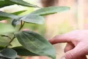 盆景养护管理 | 平安树冬天怎么养才能安全过冬